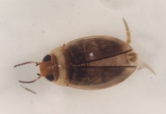 Uvarus lacustris