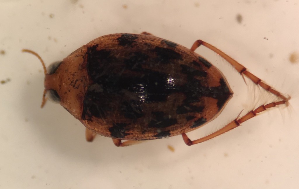 Haliplus fasciatus