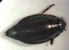 Dineutus carolinus