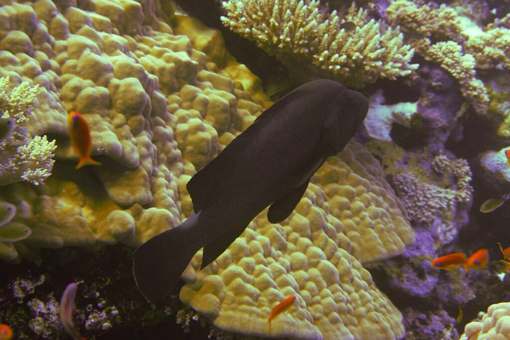 Redmouth grouper