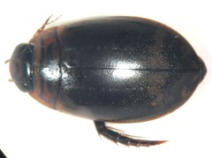 Acilius mediatus