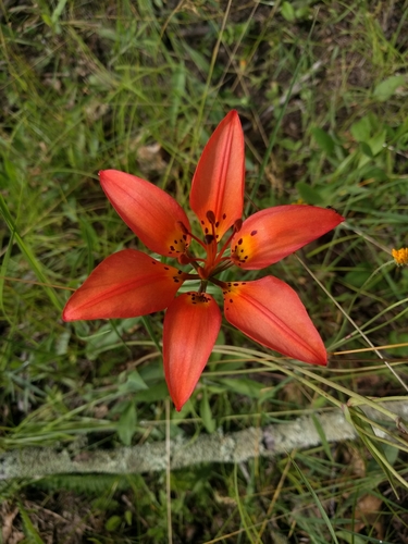 photo of Wood Lily (Lilium philadelphicum)