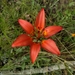photo of Wood Lily (Lilium philadelphicum)
