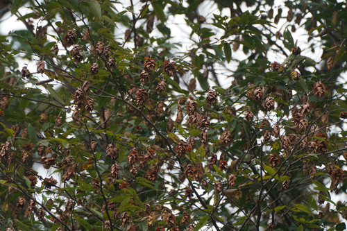 Image of Carpinus japonica by (c) WATANABE Hitoshi 渡辺仁, some rights reserved (CC BY)