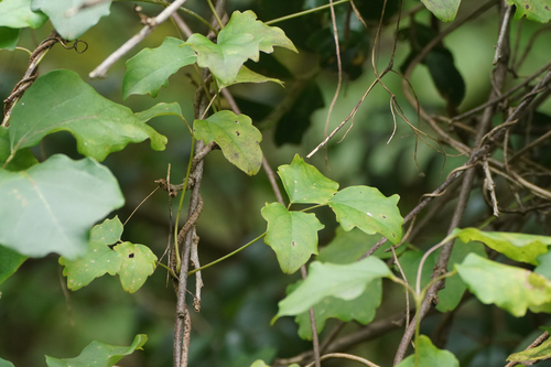 Image of Three-Leaf Akebia (Akebia trifoliata) by (c) WATANABE Hitoshi 渡辺仁, some rights reserved (CC BY)