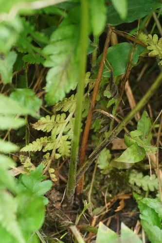 Image of Macrothelypteris viridifrons by (c) WATANABE Hitoshi 渡辺仁, some rights reserved (CC BY)