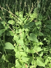 Scutellaria altissima