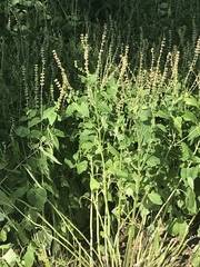 Scutellaria altissima