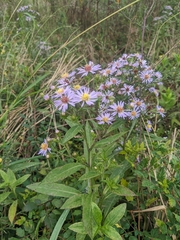 Symphyotrichum — photo 2