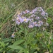 Symphyotrichum — photo 2