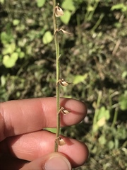 Scutellaria altissima
