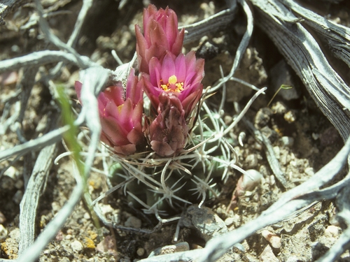 Sclerocactus blainei