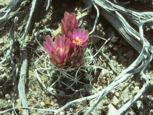 Sclerocactus blainei