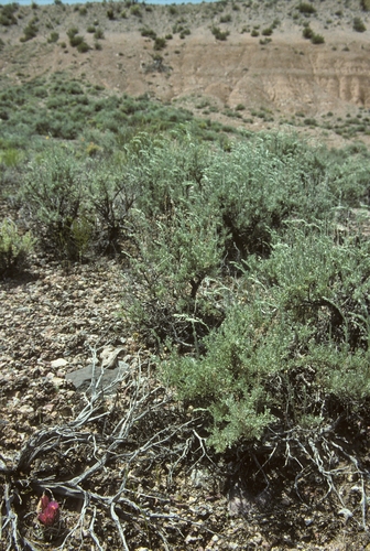 Sclerocactus blainei