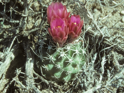 Schlesser's Fishhook Cactus (Sclerocactus schlesseri)