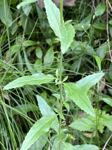 Spear-leaved Willowherb (Epilobium lanceolatum)