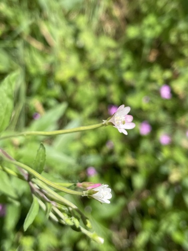 Image of Epilobium lanceolatum by (c) Thomas Dreux, some rights reserved (CC BY)