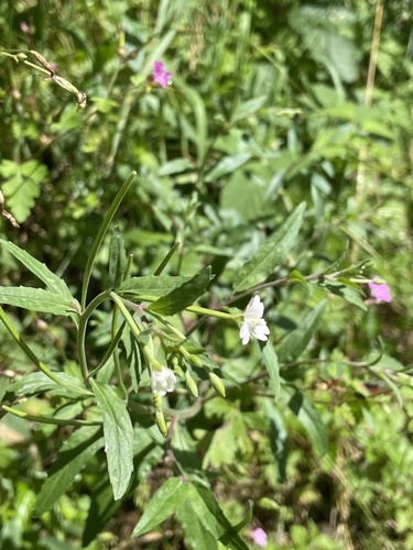 Epilobium lanceolatum, photograph 5