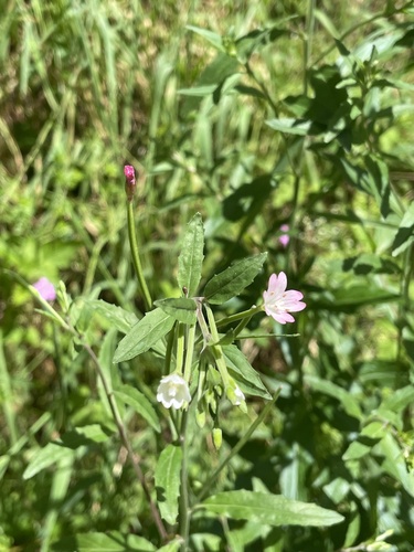 Image of Epilobium lanceolatum by (c) Thomas Dreux, some rights reserved (CC BY)