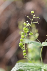 Veronica urticifolia