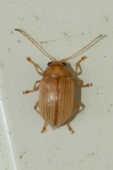 Colaspis brunnea