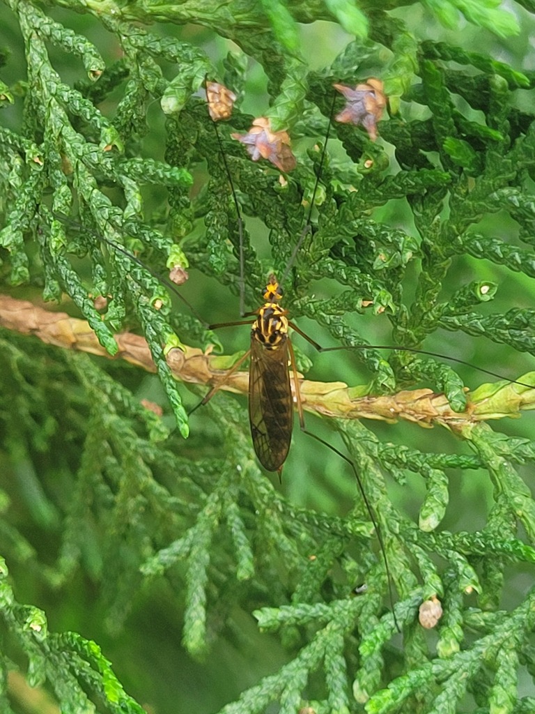 Nephrotoma triobtusa