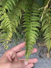 Polystichum × illyricum