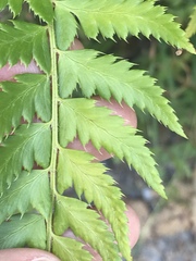 Polystichum × illyricum