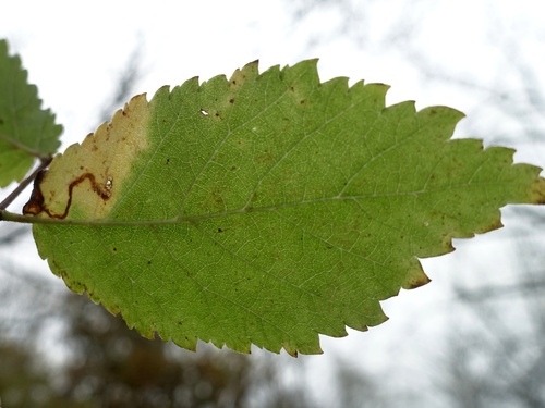 Red Elm Pigmy