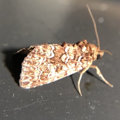 Callopistria granitosa