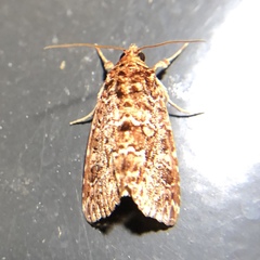 Callopistria granitosa