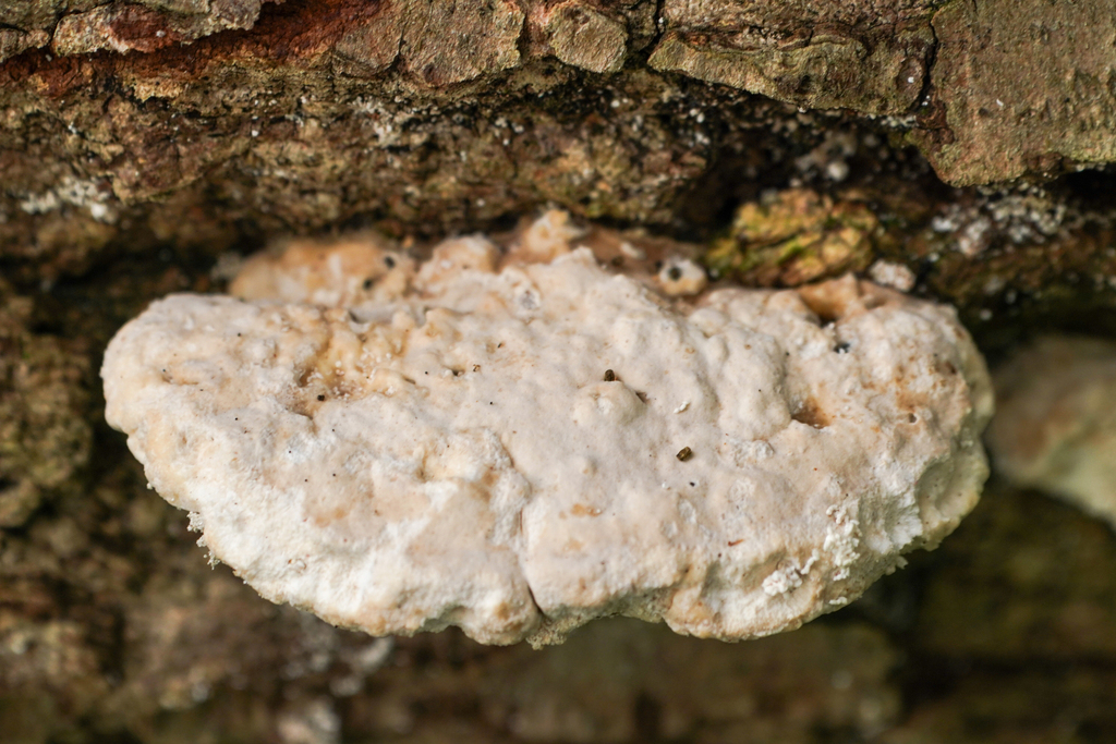 Trametes orientalis · November 2024 · photo: © tbc_watanabe (iNaturalist, cc-by)