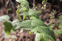 Veronica urticifolia