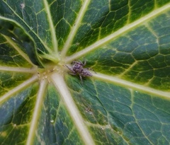 Metaphidippus