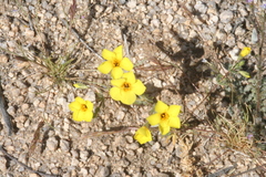 Leptosiphon chrysanthus