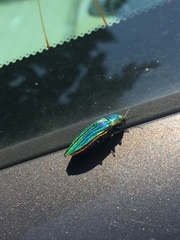 Buprestis