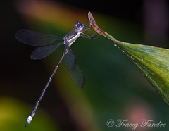 Archilestes grandis