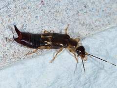 Euborellia cincticollis