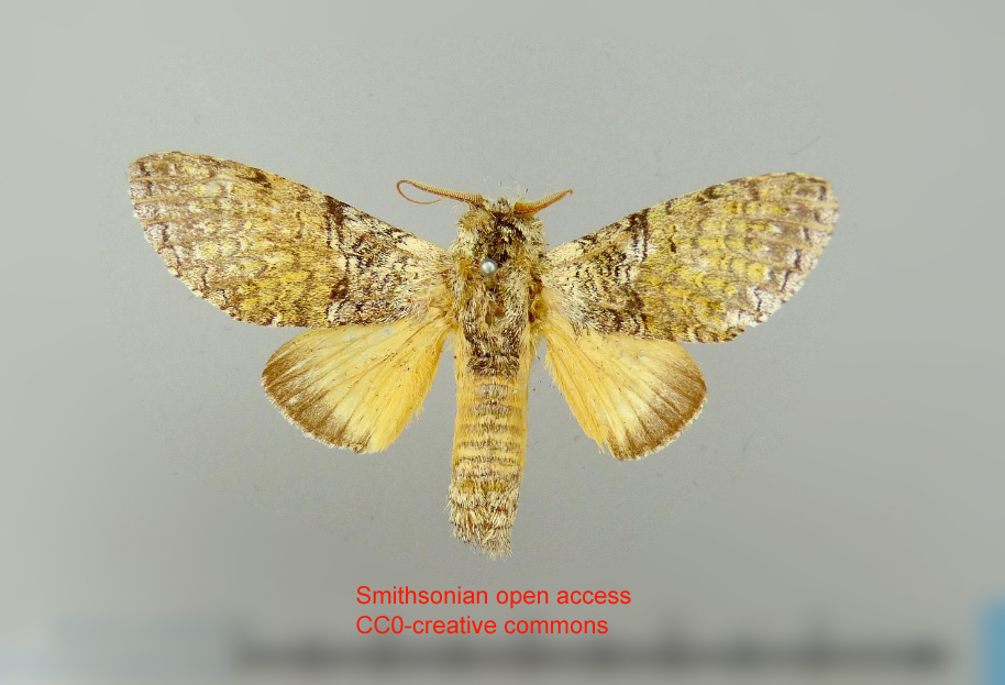 Amaricampa amanthis