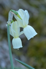 Narcissus triandrus