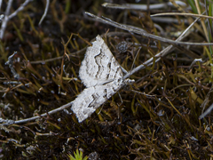 Chrysolarentia psarodes
