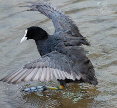 Eurasian Coot photo 5