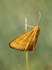 Idaea aureolaria