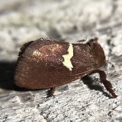 Monoleuca semifascia