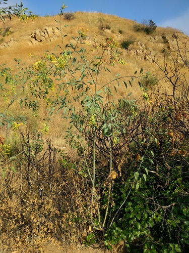 Nicotiana glauca