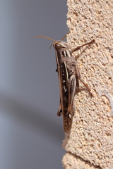 Schistocerca serialis cubense