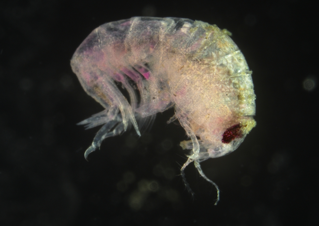Bateidae
