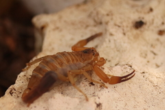 Heteroctenus junceus