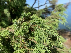 Oligotrophus juniperinus