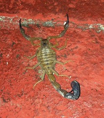 Heteroctenus junceus